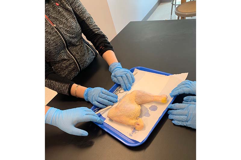 students holding chicken meat on plate with gloves