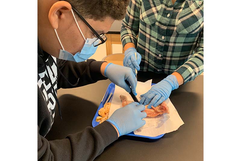 students dissecting chicken